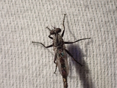 Rhadiurgus variabilis