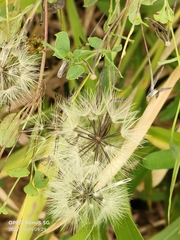 Porophyllum ruderale