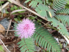 Mimosa pudica