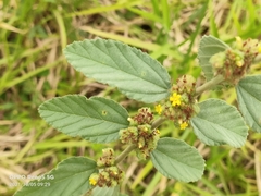 Waltheria indica