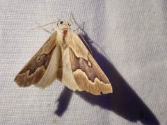 Sabulodes edwardsata