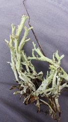Cladonia crispata
