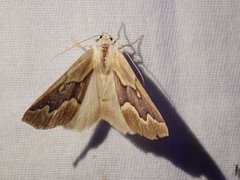 Sabulodes edwardsata