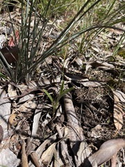 Plantago gaudichaudii
