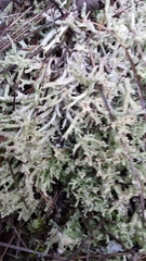Cladonia crispata