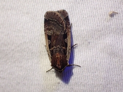 Parabagrotis exsertistigma