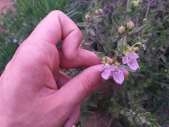 Teucrium bicolor