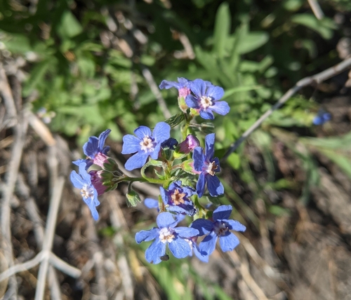 Image of Hackelia velutina by (c) Zac Peterson, some rights reserved (CC BY)