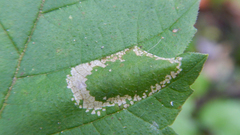 Phyllonorycter argentinotella