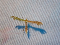 Oxyptilus delawaricus