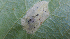 Phyllonorycter argentinotella