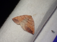 Drepanulatrix carnearia