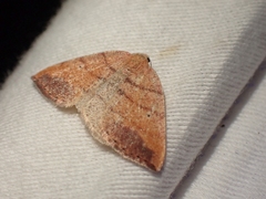 Drepanulatrix carnearia