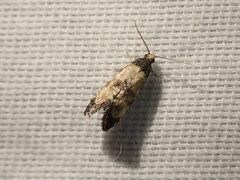Neocochylis dubitana