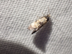 Neocochylis dubitana