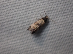 Neocochylis dubitana