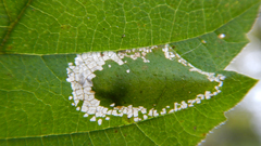 Phyllonorycter argentinotella