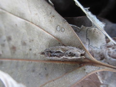 Phaecadophora fimbriata
