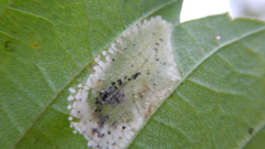 Phyllonorycter argentinotella