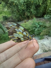 Dismorphia lewyi