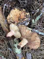Russula ventricosipes