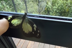Dismorphia lewyi