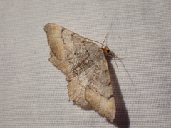 Macaria adonis