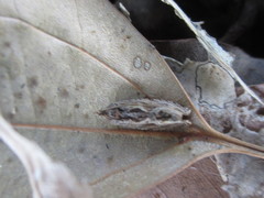 Phaecadophora fimbriata