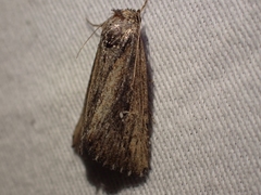 Condica discistriga