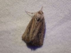 Condica discistriga