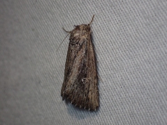 Condica discistriga