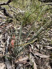 Lomandra effusa