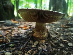 Cortinarius armillatus