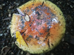 Cortinarius armillatus