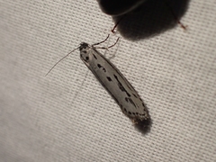Ethmia monticola