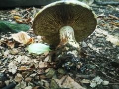 Cortinarius armillatus