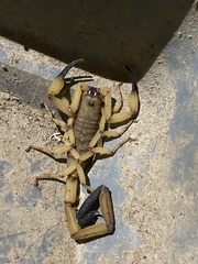 Centruroides limbatus