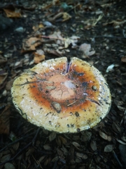 Cortinarius armillatus