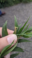 Calycomyza solidaginis