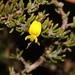 Yellowspine Capegorse - Photo (c) Brian du Preez, some rights reserved (CC BY-SA), uploaded by Brian du Preez