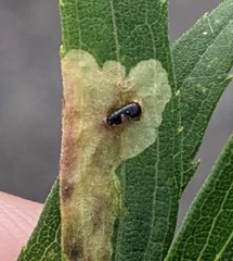 Calycomyza solidaginis