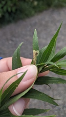 Calycomyza solidaginis