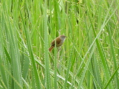 Limnoctites sulphuriferus