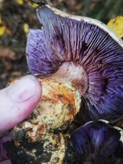 Cortinarius traganus
