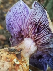 Cortinarius traganus