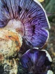 Cortinarius traganus