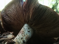 Cortinarius traganus