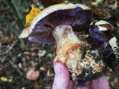 Cortinarius traganus