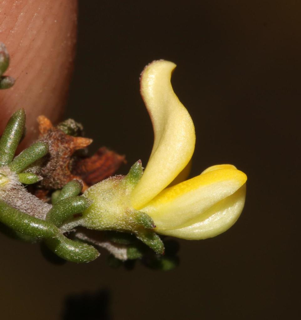 Aspalathus smithii