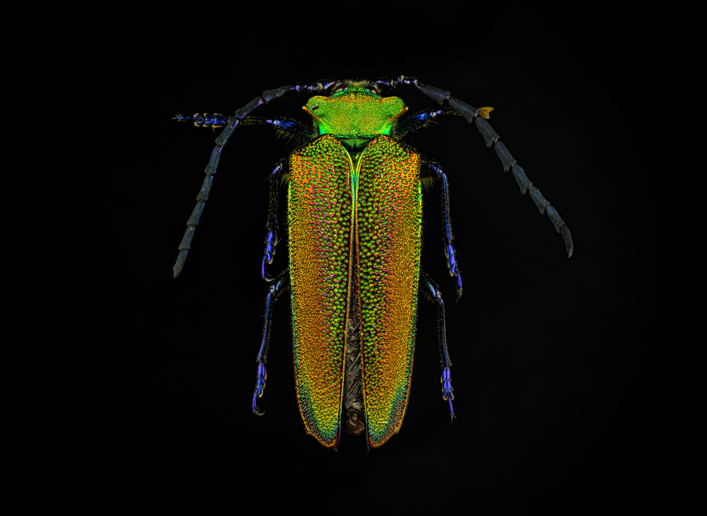 Oxypeltid Beetles